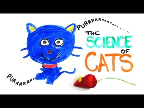 貓咪科學